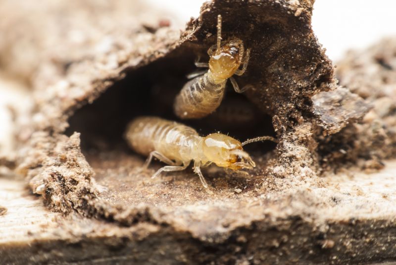 Commercial Termite Removal in Katy, TX