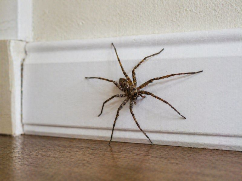 Common Spiders Extermination in Mckinney, TX