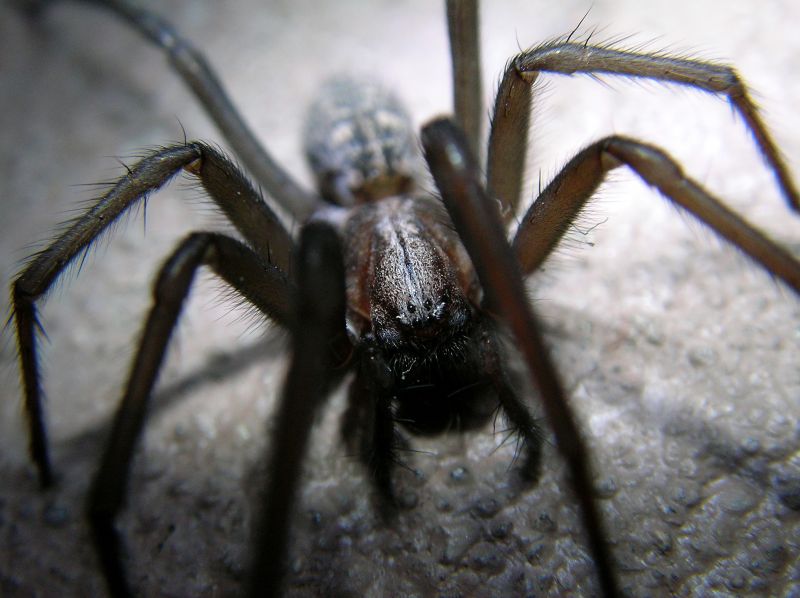 Common Spiders Extermination in Rockwall, TX