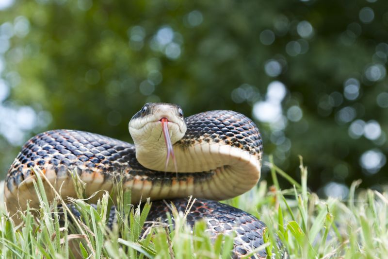 Snake Removal Cost Guide — Cost of Snake Removal