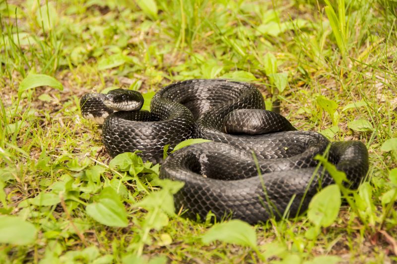 Snake Removal Cost Guide — Cost of Snake Removal