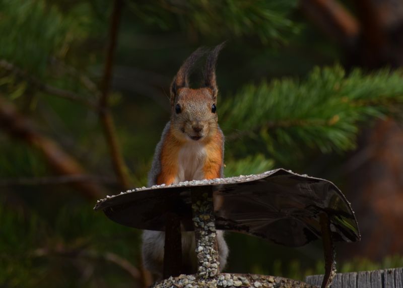 How Squirrels Damage Roofs And Attics And What To Do About It