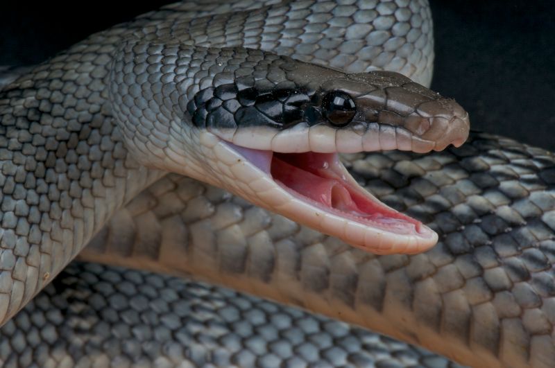 Identifying Venomous Vs. Non-Venomous Snakes And When To Call A Professional