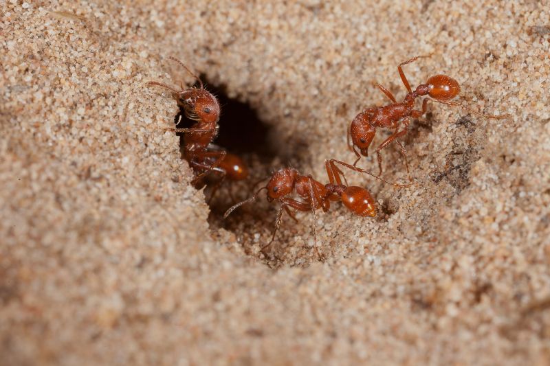 Red Ant Extermination in Mckinney, TX