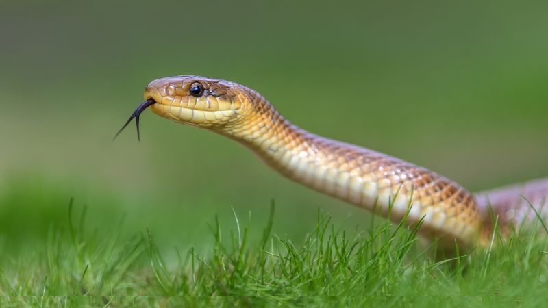 Humane Snake Capture