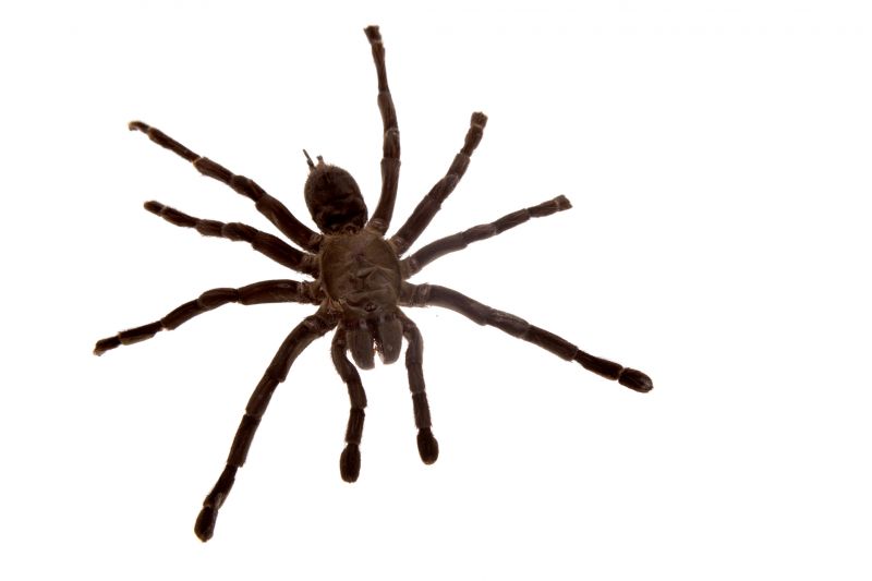 Spider Extermination Service in New Braunfels, TX