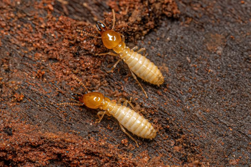 Termite Treatment Service in Frisco, TX