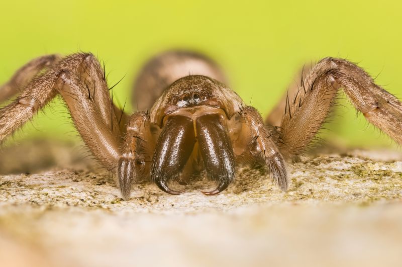 Trapdoor Spider Removal in Frisco, TX