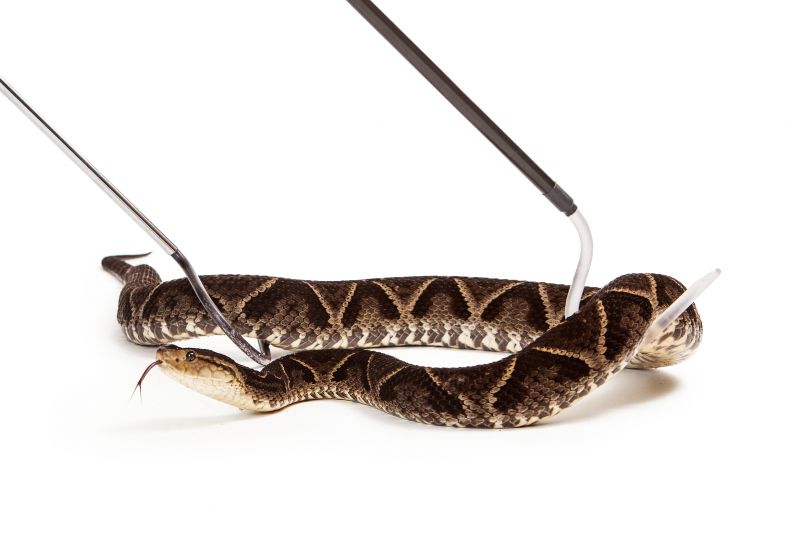 Residential Snake Removal