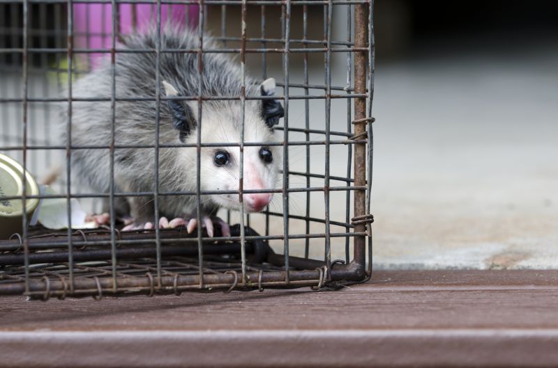 Opossum Encounters