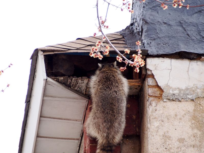 Raccoon Entry