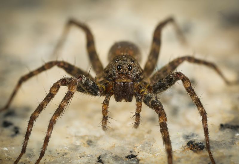 Wolf Spider Removal in Denton, TX