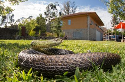Locate and Remove Snakes!