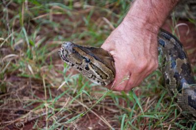 Professional Snake Removal Service!